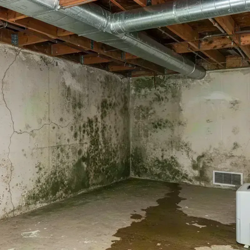 Professional Mold Removal in Strasburg, CO